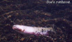 A nice thirteen inch greenback cutthroat